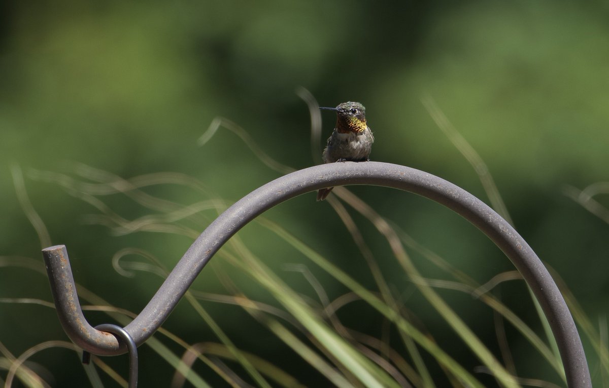 #MyYardMyBirds #Hummingbird #Birds #BirdPhotography #BackYardBirds #Nature #NaturePhotography