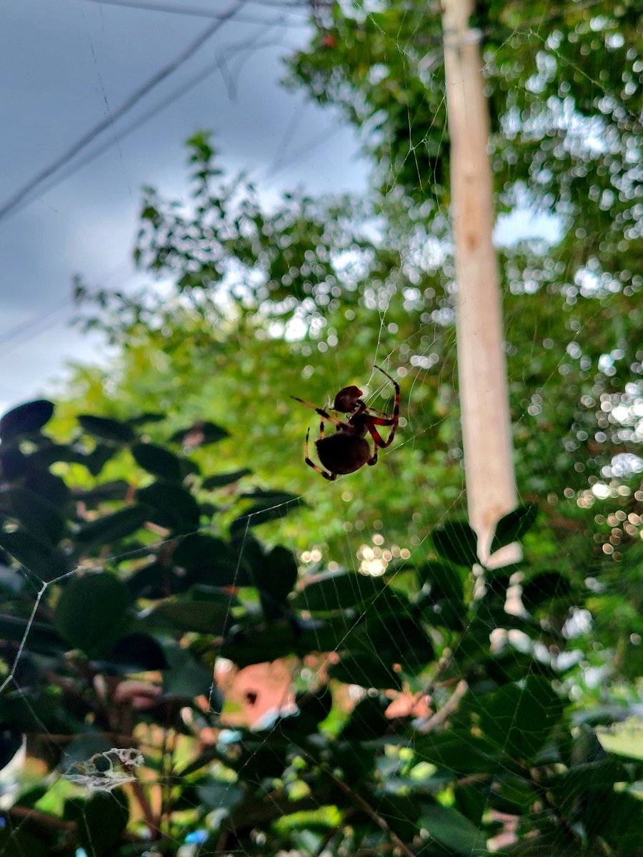 Little dude's still workin' by the back door. Catch those flies, buddy! 👏🏼 👏🏼 👏🏼