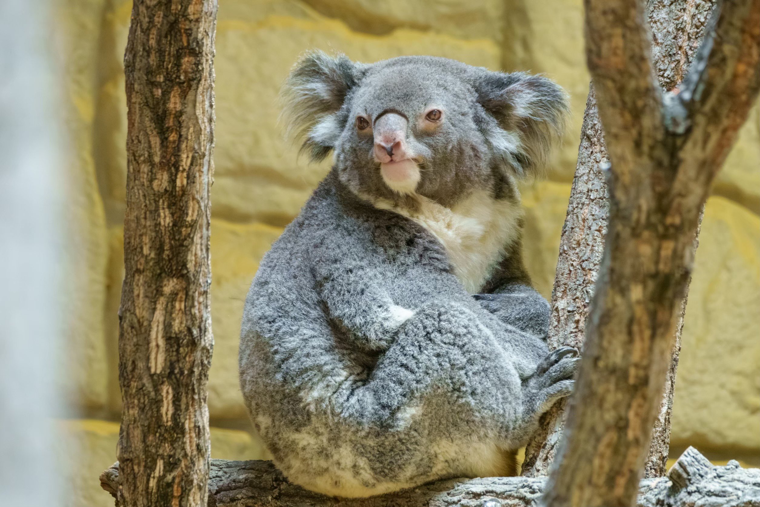 コアラ♡様 目つきとお鼻がチャームポイントです🐨💫🐽 20250223