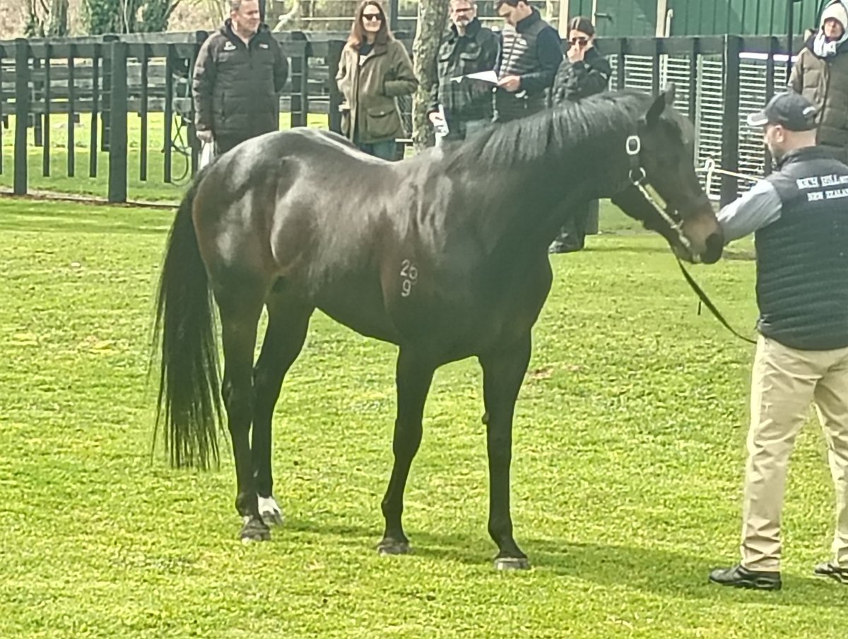 HallPania's tweet photo. Lovely day in the Waikato @WaikatoStud @RichHillStud #SuperSeth #Savabeel #SatanoAladdin #Proisir https://t.co/THH5NNl2jI