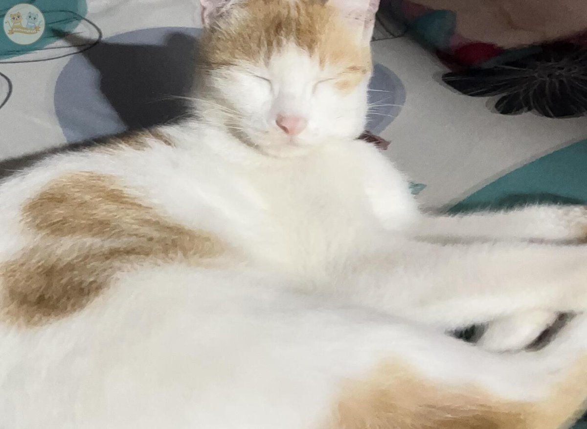 kochengfs's tweet photo. guys help, kcg! betina ku steril di usia 6 bulan. yang mana itu udah 1 tahun yang lalu. after steril memang ga pernah birahi sama sekali. tapi akhir2 ini knp bisa birahi ya? dia sering kabur buat kwn sama kcg tetanggaku😭 bukannya kalo udh disteril ga bisa birahi ya? https://t.co/YsYqvumJEP