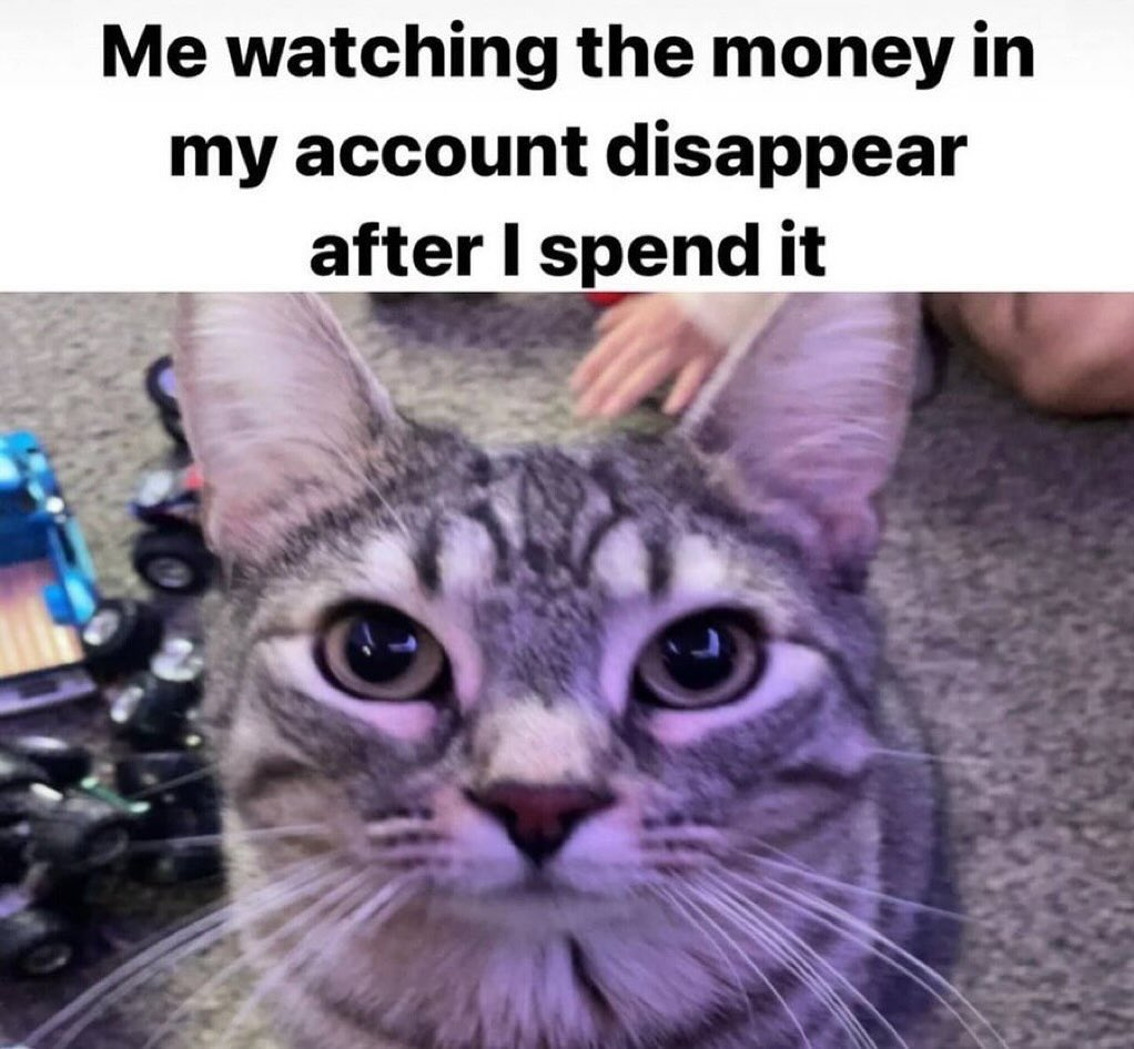 LiterallyMeCats (@literallymecats) on Twitter photo 