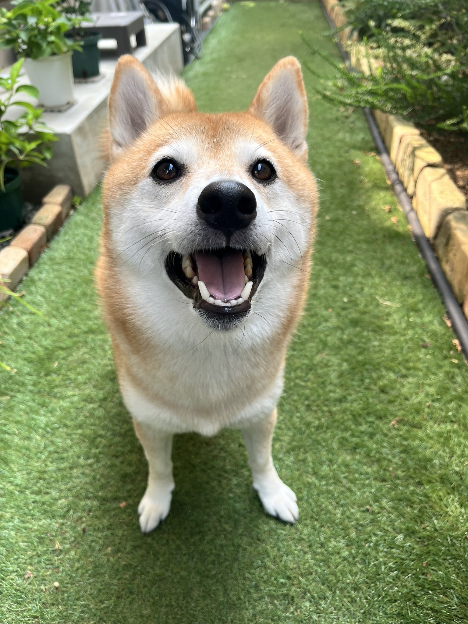 大柴さん専用 価格の安い【NEW】8/18撮影！柴犬✨♂ / ペットショップ【かねだい】