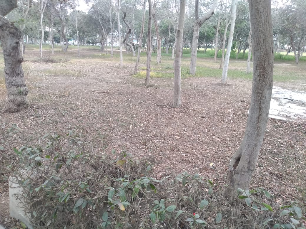 Hoy, junto a mis vecinos de la <a href="/AGEDEPSINCHI/">AGEDEPSINCHIROCA</a> hemos constatado la lamentable situación interna en la que se encuentra lo que queda de nuestro gran parque zonal Sinchi Roca. Y, como, la gestión actual de #RLA bajo el cambio de nombre de parque a club zonal, lo vienen privatizando.