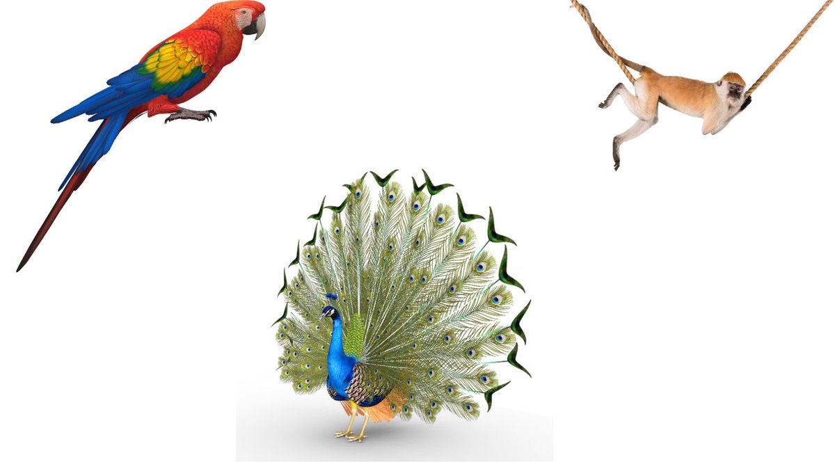 PrestigeCoachin's tweet image. Which animal matches your vibe? 🦜🐒 
Take this fun quiz to find your &quot;chatty&quot; animal! Check here: tinyurl.com/muusmzm7
#PersonalityQuiz #FunBreak #ChattyAnimals