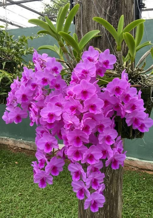 FMARTELGON's tweet photo. Orquídea https://t.co/TM4VSress7
