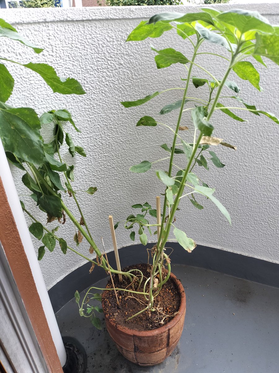 今朝のひまわり！！最近涼しくなってきた気もするけど1日に2回お水あげないとだめになった！でかいからかな？今朝はこれからpillowsのコピバンのスタジオーー！！何も仕上がってない‥気合いだー!!笑