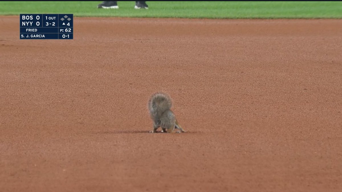 Squirrel delay!