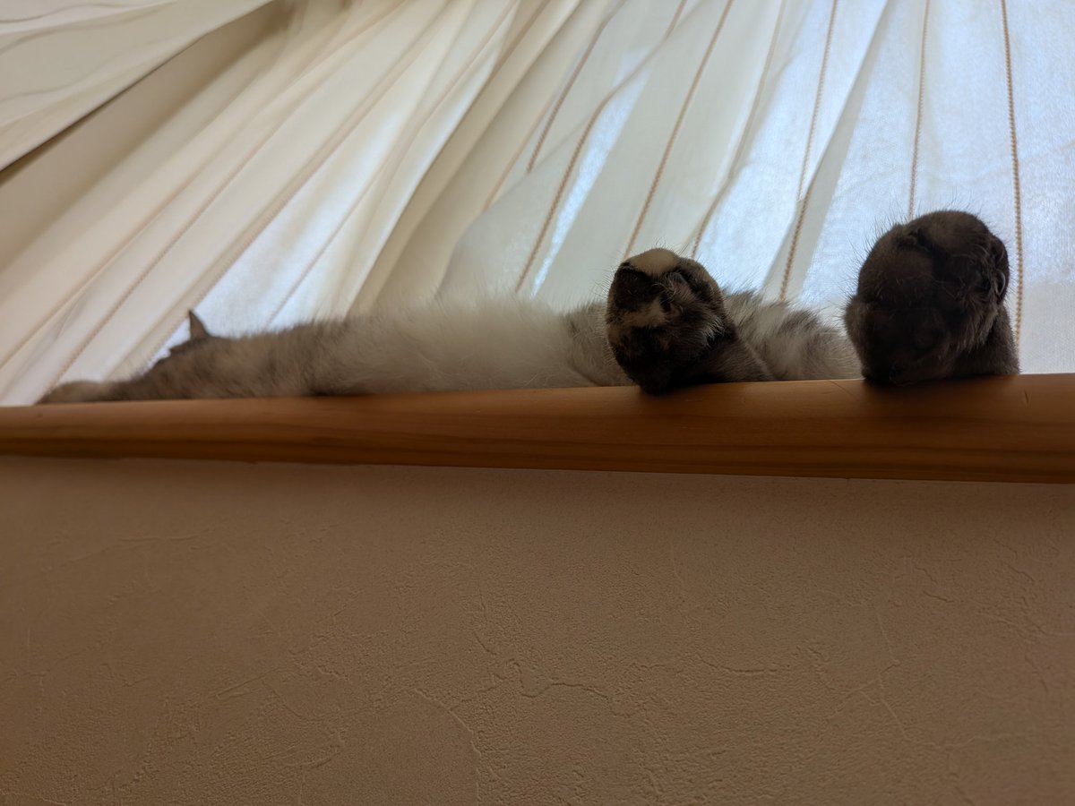 おはにゃ～です😺
ソファーでダラダラしてる私の上に、さらにダラダラしてるネコ💕
あ～幸せです🥰