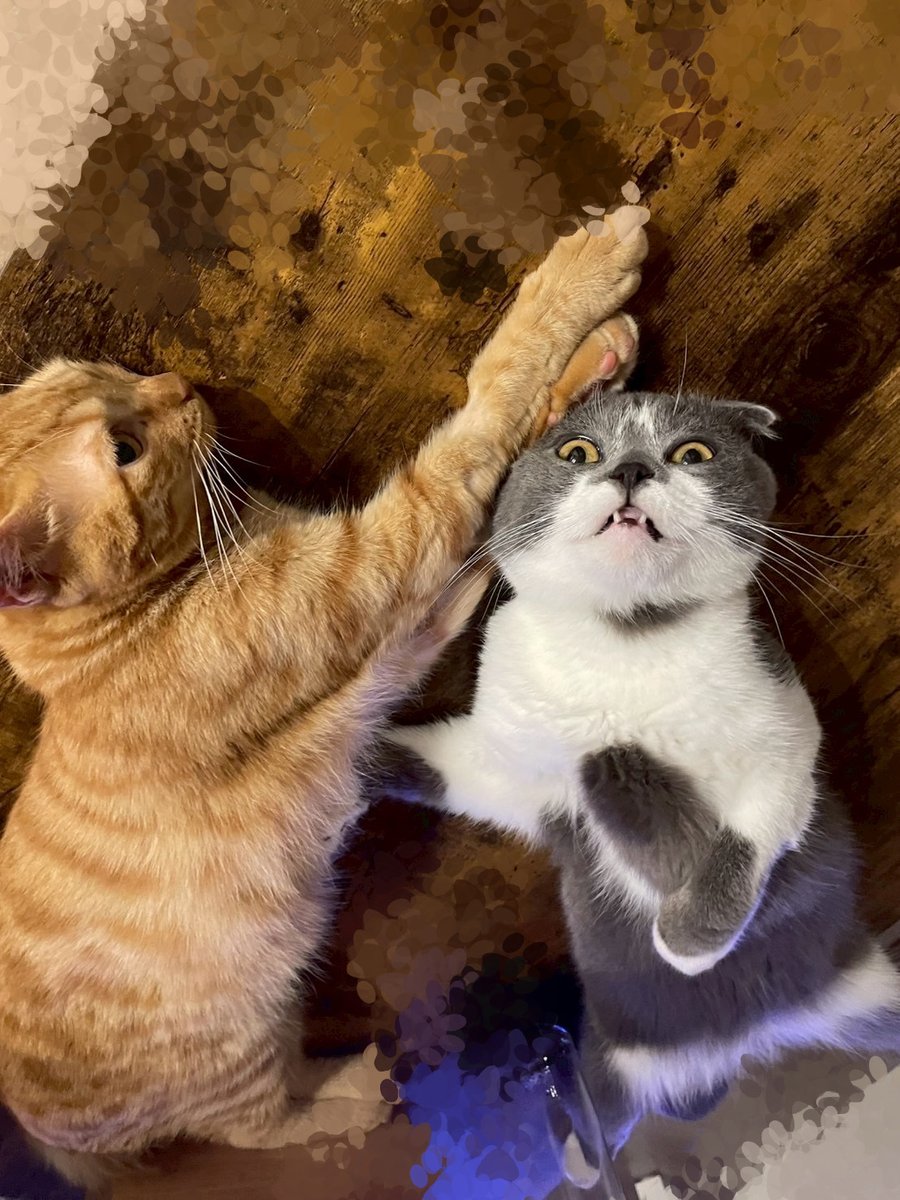 おはようございます。
パソコンショップエムズは本日も営業中です！
まだまだ暑い日が続きます。水分補給を忘れずに！

#猫 #猫のいる暮らし #猫好きさんと繋がりたい 　　
#しんのすけ店長 #とらのすけ専務