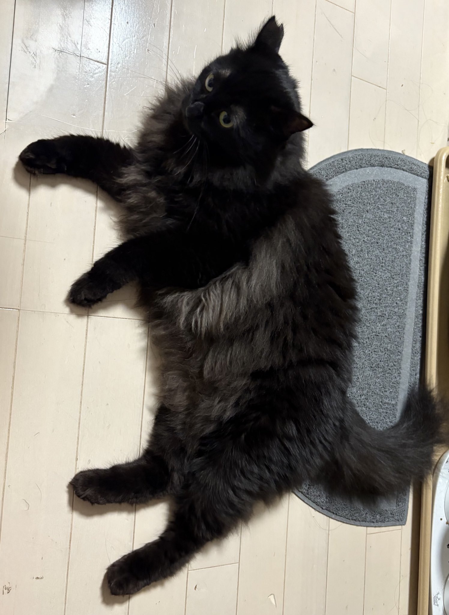 黒猫 黒猫クロノ@mipo on X: 