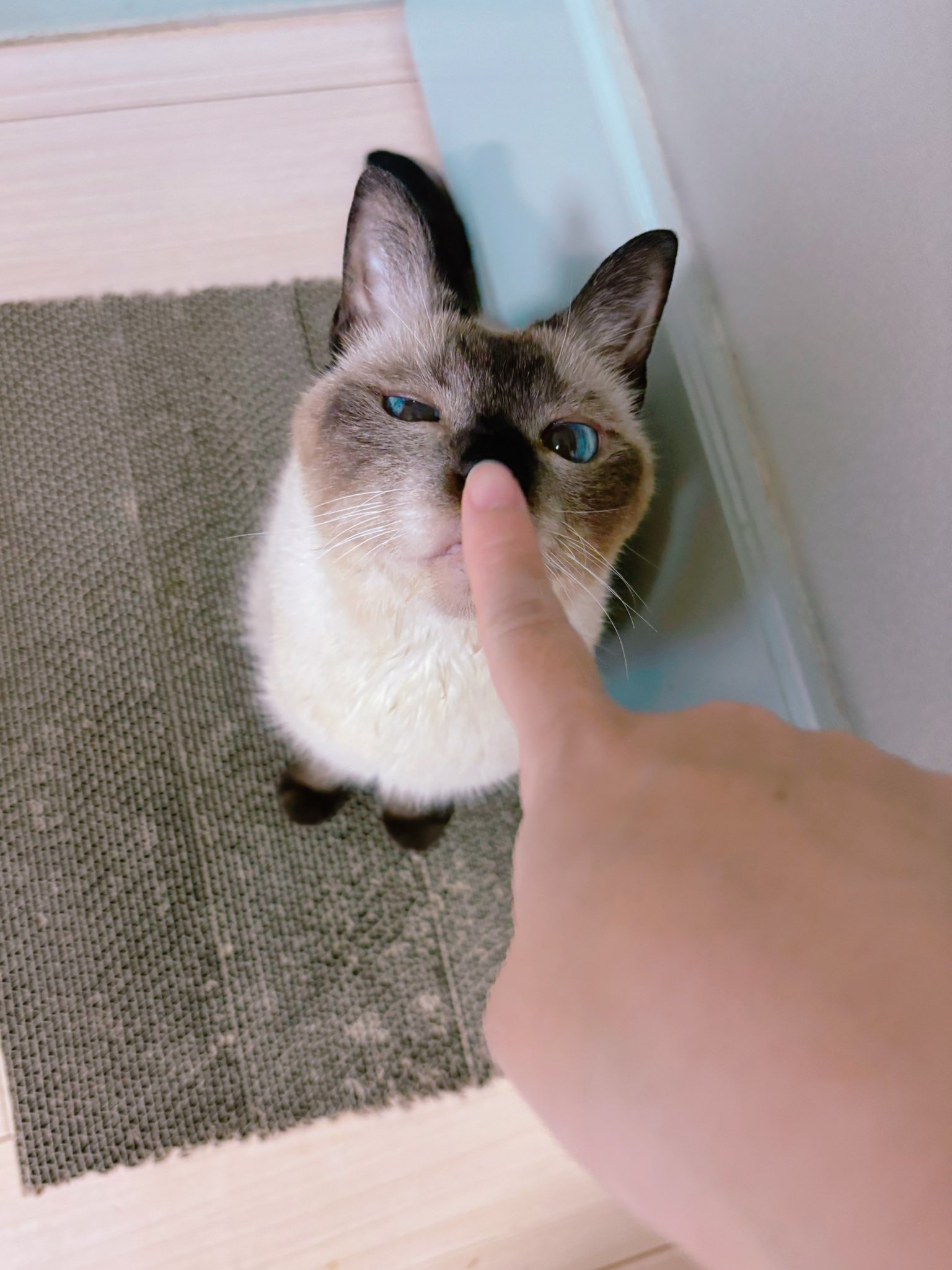 まさむねこページ 今日は猫の日🐈‍⬛❤️ むさしもちょっとだけおめかし