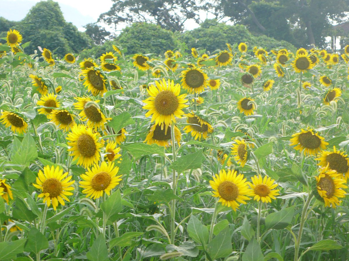 本日も11:00から #スマイルビート 放送です！

今週のテーマは【部活生応援ソング】です！

甲子園決勝の日ということでこのテーマにしました！
リクエスト曲やXでのメッセージお待ちしております！

先日ひまわりを見てきました🌻友人が撮ってくれた写真ですっ📸