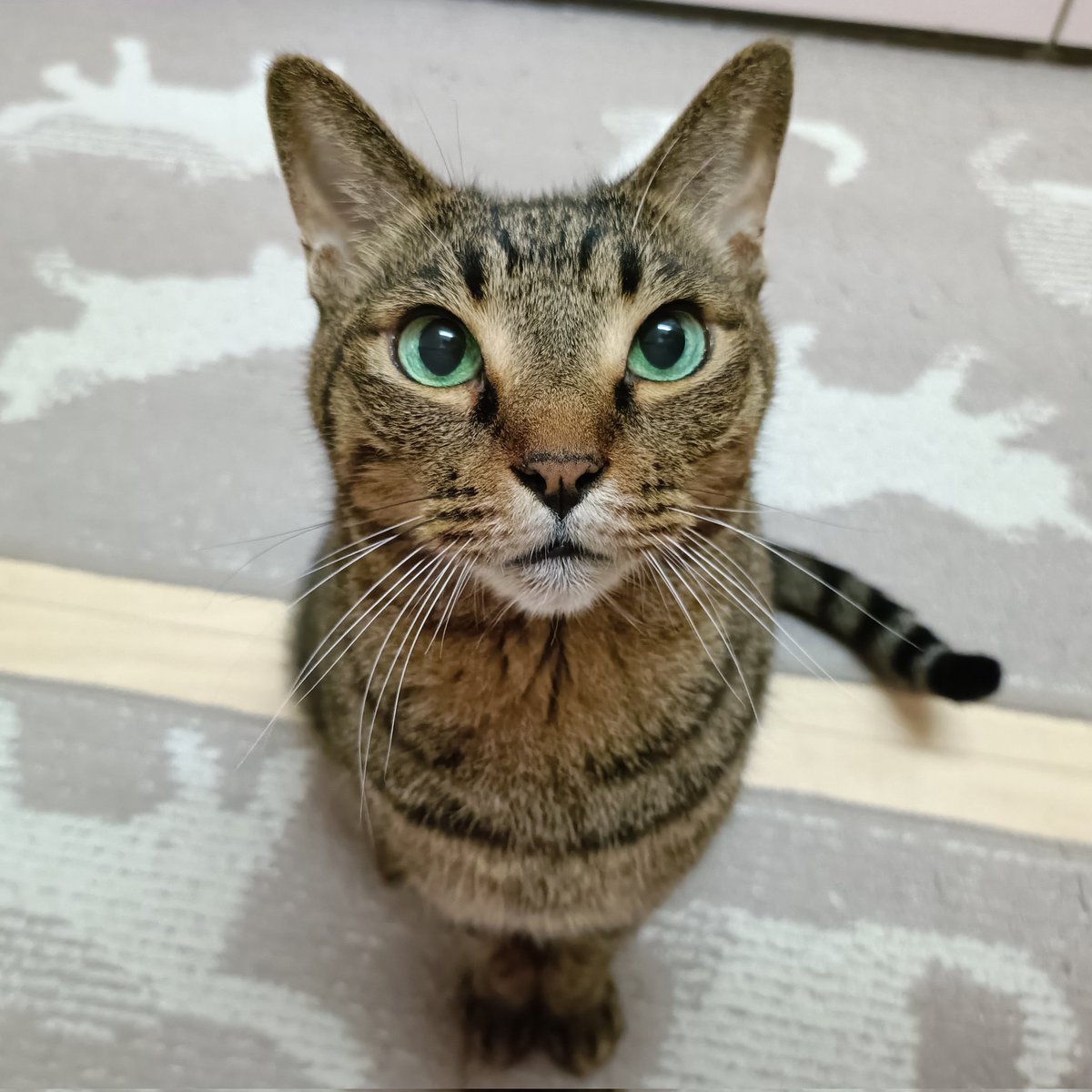 miso1ki10ran's tweet photo. おはようございます😽
今朝のキトラは、今朝も今朝とて「おやつ頂戴❣️」って切々と訴えてるそのお目目とその表情にキュンしかない🤭💖💚❤可愛くて可愛くて可愛すぎるキトラです💕ヾ(｡>﹏<｡)ﾉﾞ✧*🌟
#保護猫 
#猫のいる暮らし 
#猫のいる幸せ 
#キジトラ https://t.co/kGPjw1luXp