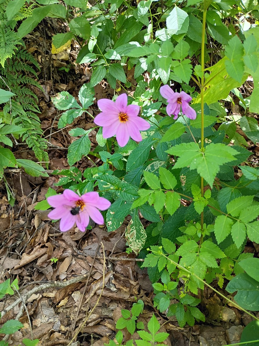 JunglaUrbana CDMX (@jungla_cdmx) on Twitter photo Soñaba mucho con una visita a la Sierra Norte de Oaxaca para conocer y ver las Dahlias silvestres en su hábitat natural. ¡Por fin lo logré! Con un día de anticipación, <a href="/Sierra_norteoax/">Exp. Sierra Norte</a> organizó mi viaje de tres días a los pueblos mancomunados. Era tan fácil y me hizo tan feliz.😍 Soñaba mucho con una visita a la Sierra Norte de Oaxaca para conocer y ver las Dahlias silvestres en su hábitat natural. ¡Por fin lo logré! Con un día de anticipación, <a href="/Sierra_norteoax/">Exp. Sierra Norte</a> organizó mi viaje de tres días a los pueblos mancomunados. Era tan fácil y me hizo tan feliz.😍