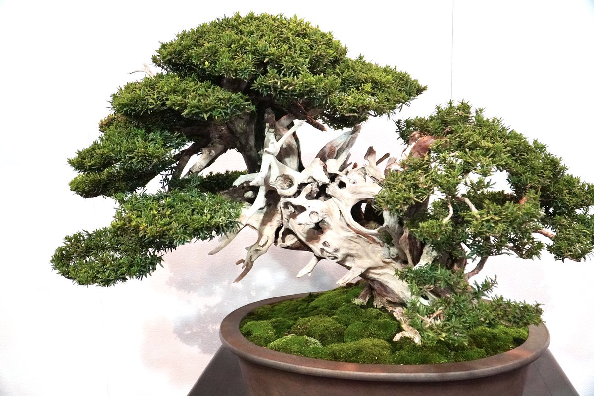 近代出版 編集部 (@kinbon_bonsai) / X