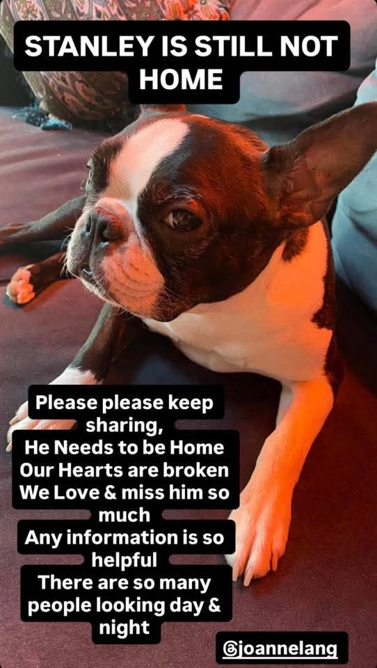 Missing Pets GB tweet media