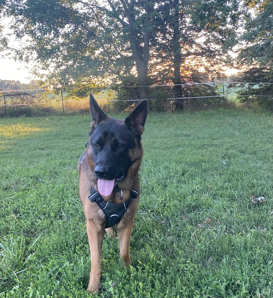 Friday night walking Haley and Gunner