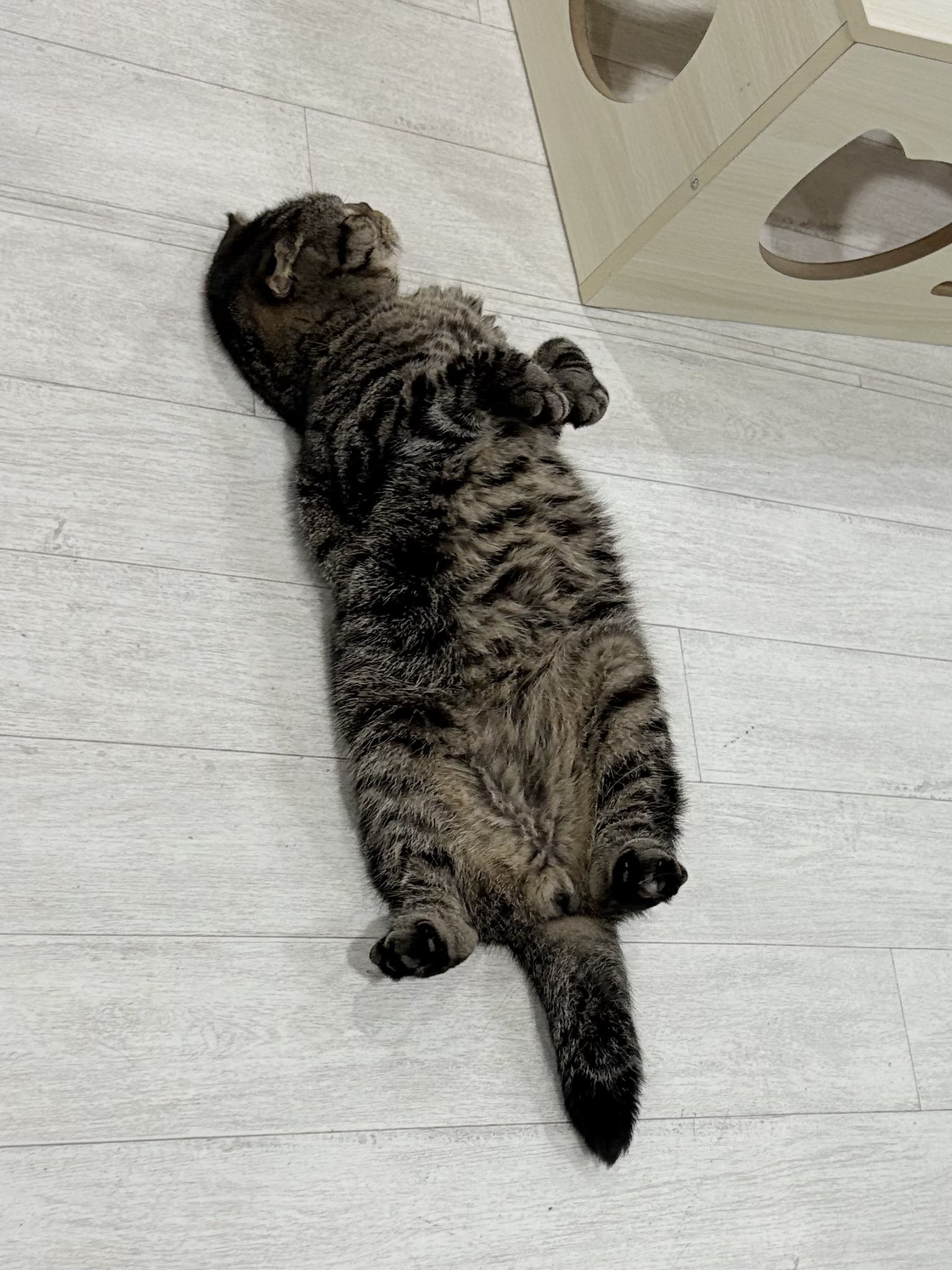 雲の上の猫 Chikako on X: 