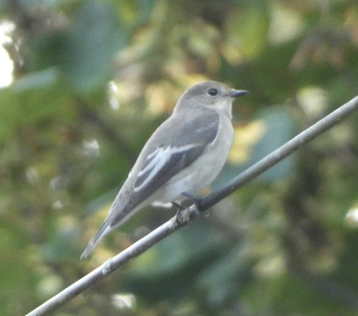 Steve Groves (@swannerysteve) on Twitter photo Pied Flycatcher by the Swannery entrance this evening. Whinchat, 12 Wheatear a few Yellow Wagtails at adjacent Chapel Hill/ Ditchmoor meadows. Wader highlights… Knot, Sanderling, Little Ringed Plover, 4 Green Sandpipers. <a href="/Joe_stockwell/">Joe Stockwell</a> <a href="/CWPhoto11/">Charlie Wheeler Photography</a> <a href="/kbutler1978/">kevin butler</a> <a href="/DorsetBirdClub/">Dorset Bird Club</a> Pied Flycatcher by the Swannery entrance this evening. Whinchat, 12 Wheatear a few Yellow Wagtails at adjacent Chapel Hill/ Ditchmoor meadows. Wader highlights… Knot, Sanderling, Little Ringed Plover, 4 Green Sandpipers. <a href="/Joe_stockwell/">Joe Stockwell</a> <a href="/CWPhoto11/">Charlie Wheeler Photography</a> <a href="/kbutler1978/">kevin butler</a> <a href="/DorsetBirdClub/">Dorset Bird Club</a>