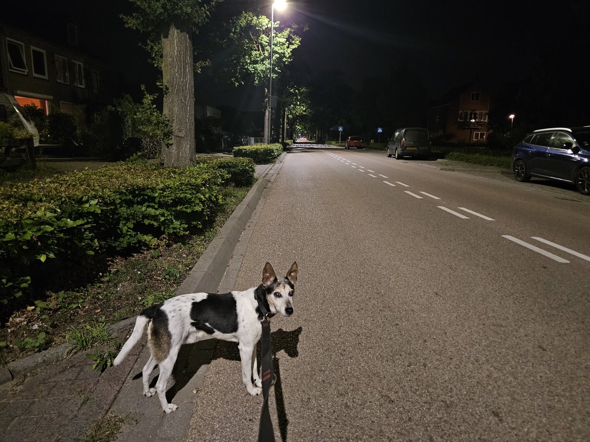 Fikkie uitlaten. Dorpstraat.