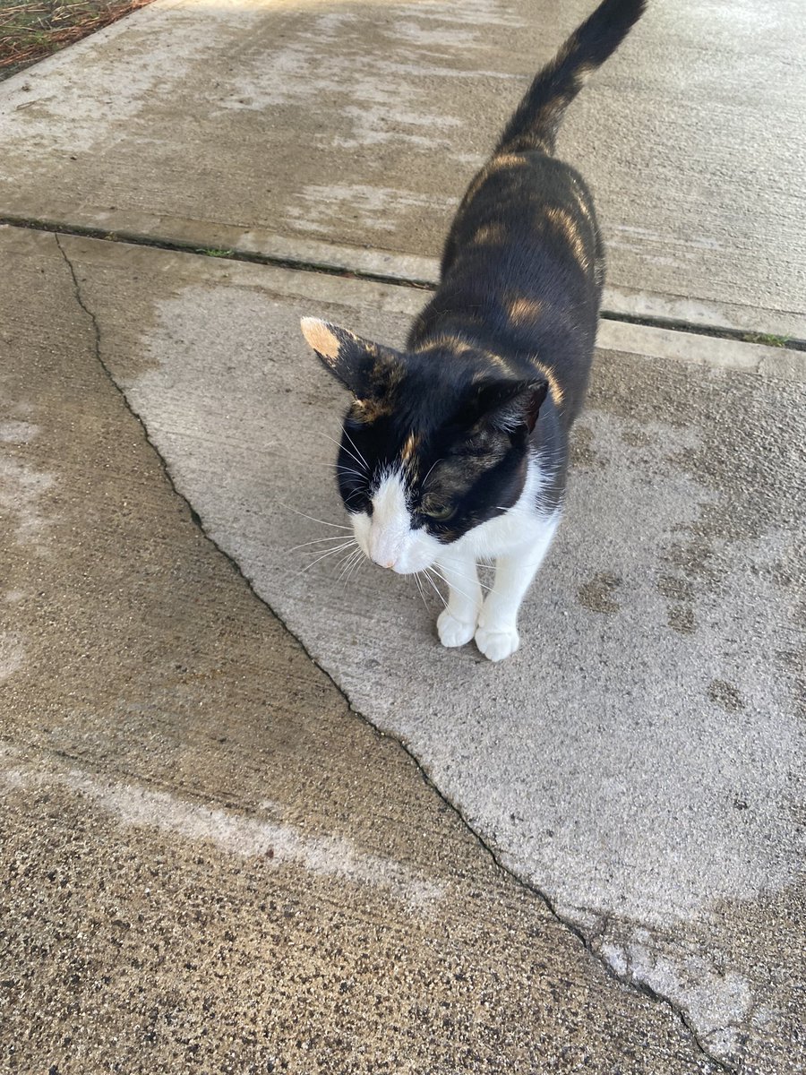 Friday I think, completely in holiday mode. Another great beach walk, coffee, cats, food &amp; sunshine 💚2 work calls &amp; 2 emails 🚌🤣