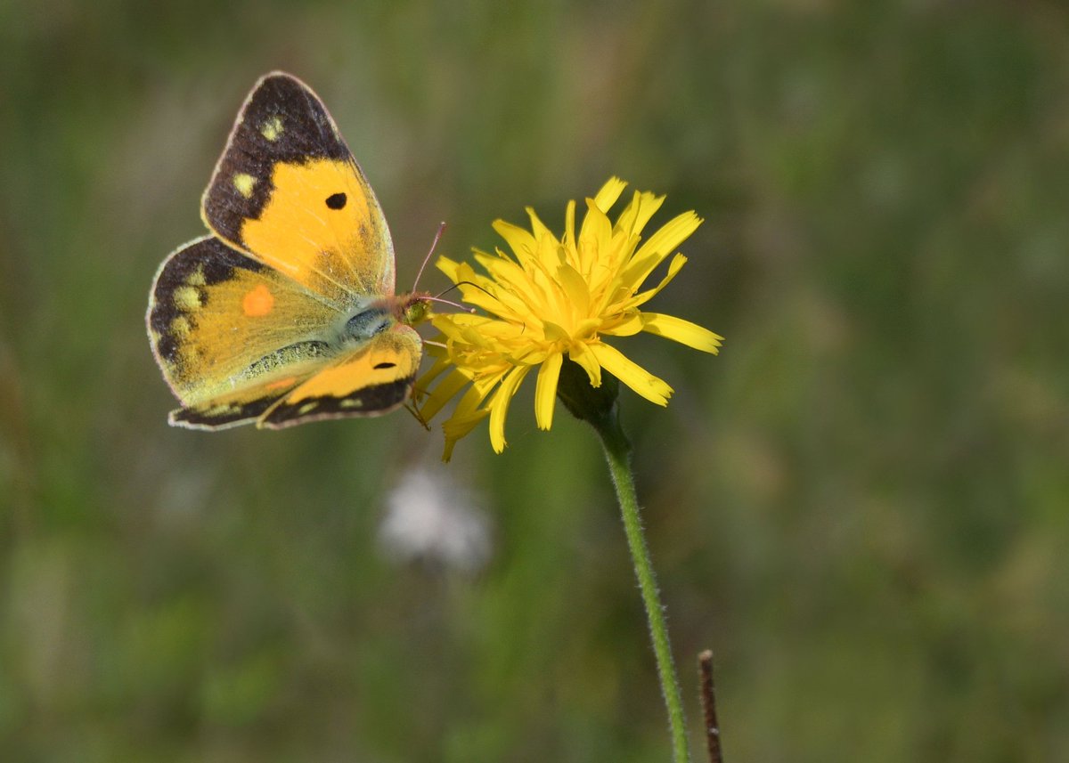 Ashley Cox tweet media