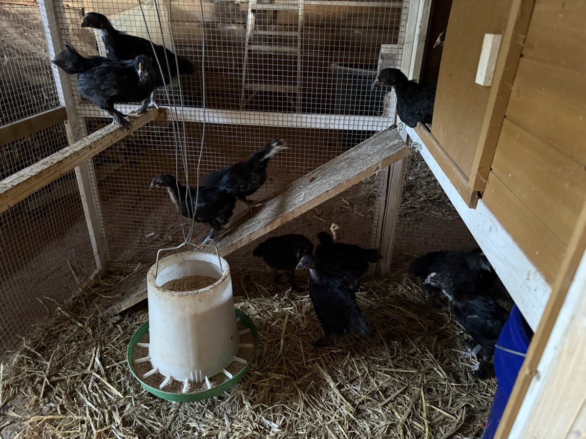 Chicks update.