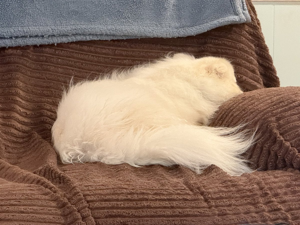 Gizmo update.