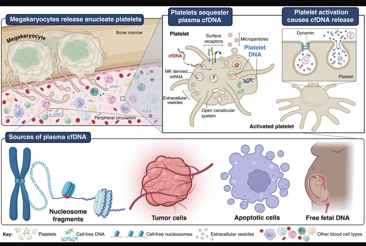 Platelets can sequester cfDNA! Via <a href="/ScienceMagazine/">Science Magazine</a> 

science.org/doi/10.1126/sc…
