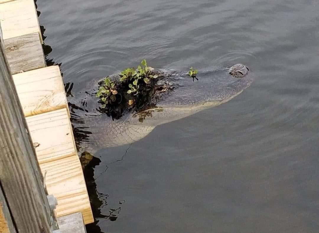 Seguro escucha lana del rey.