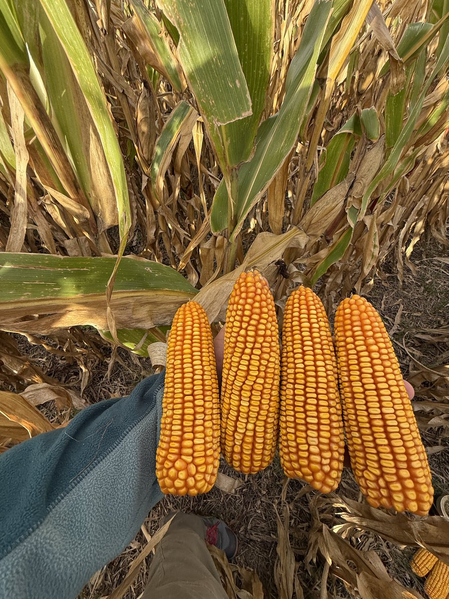 Buscas rendimiento y sanidad de espiga? 🌽 SPS 2743 VIP3  es tu próximo híbrido de maíz. 
📲 te contactamos y compartimos más información!