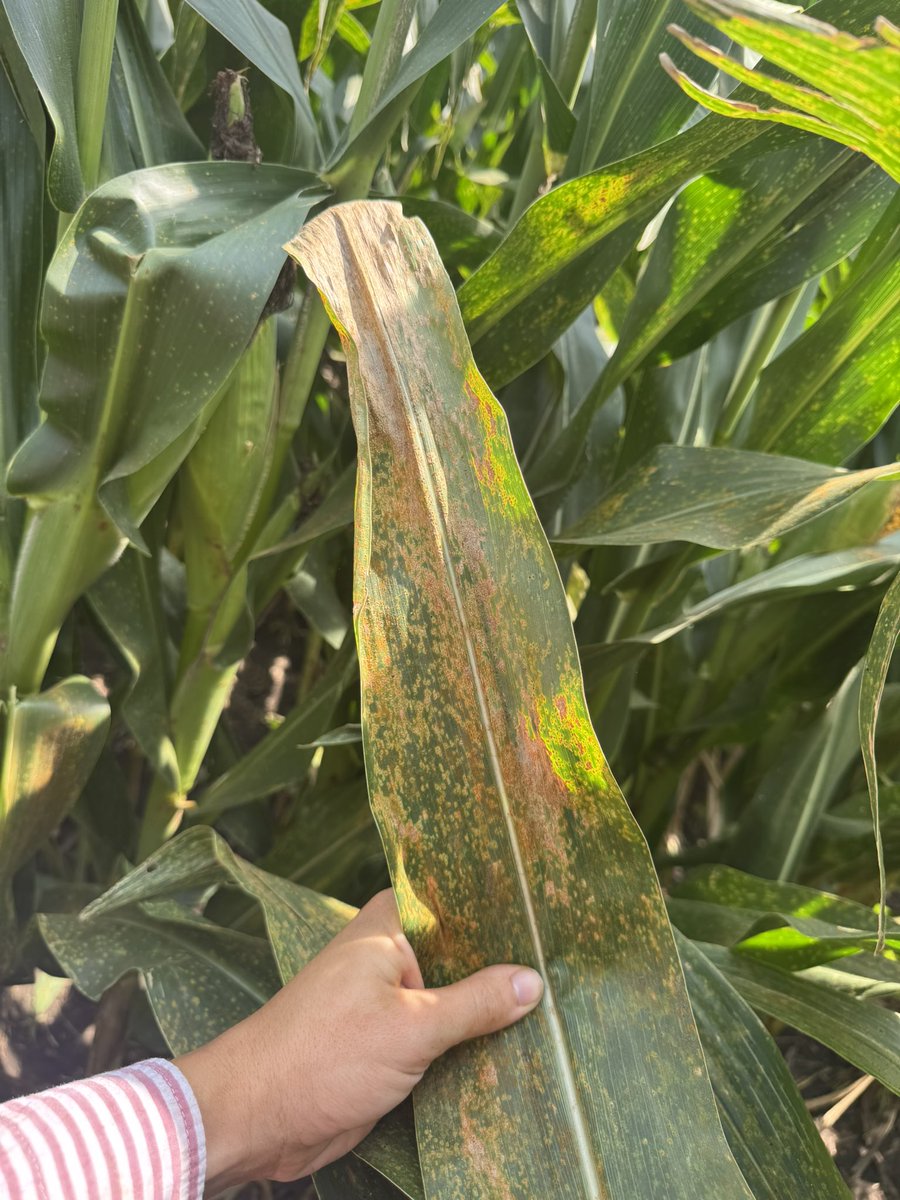 Lily Ziehmer (Woitaszewski) tweet media