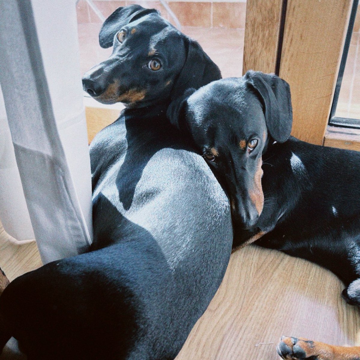 Acho que estamos todos a precisar de cães bebés a passar na timeline. 🫂