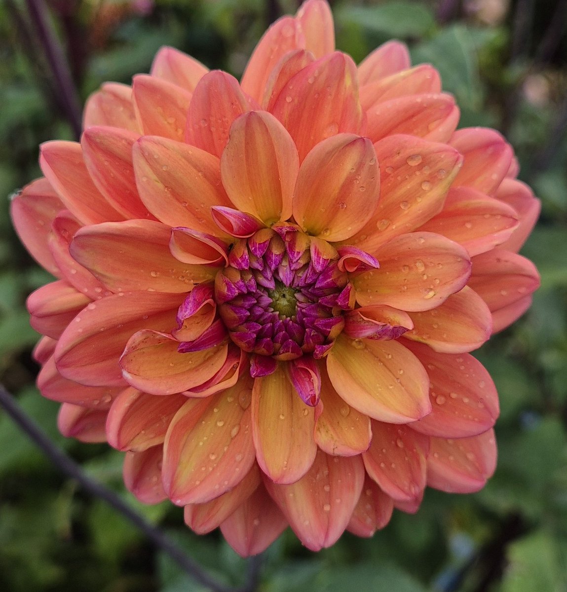 lovely_plot's tweet image. Hello people in my phone 👀 
How are you all? ♥️
I&apos;m feeling guilty for not being very social on social media but life is so busy and to be honest, I haven&apos;t even had time to garden &amp;amp; lost my mojo... anyway, send me some funky plants and your gardens please 🙏 Need motivation ☺️