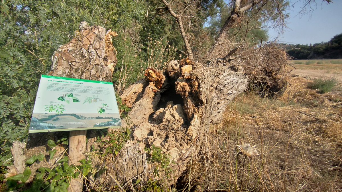 JmSantesm tweet media