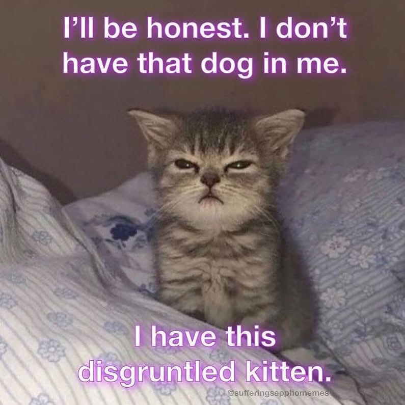 LiterallyMeCats (@literallymecats) on Twitter photo 