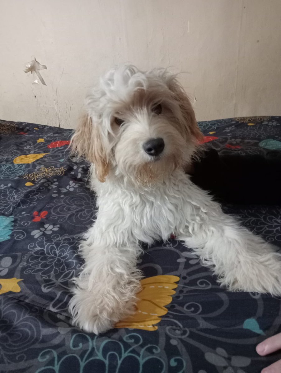 hola se me escapó un perrito de raza Golden retriever de 8 meses en la calle Dinamarca cerca del cementerio puede haber ido hacia Cumming o sub Ecuador por favor cualquier cosa llamar al +56968712360 responde al nombre de Milo gracias