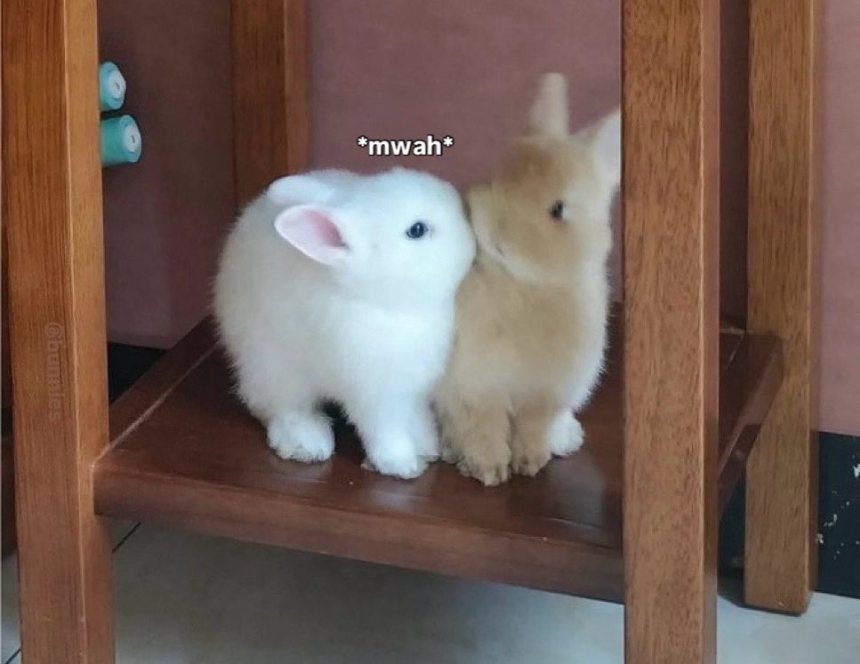 Bunnies (@bunnies) on Twitter photo 