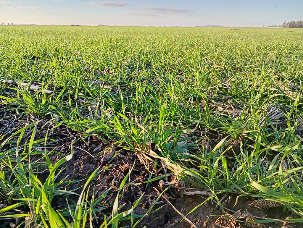 Aleferretti tweet media