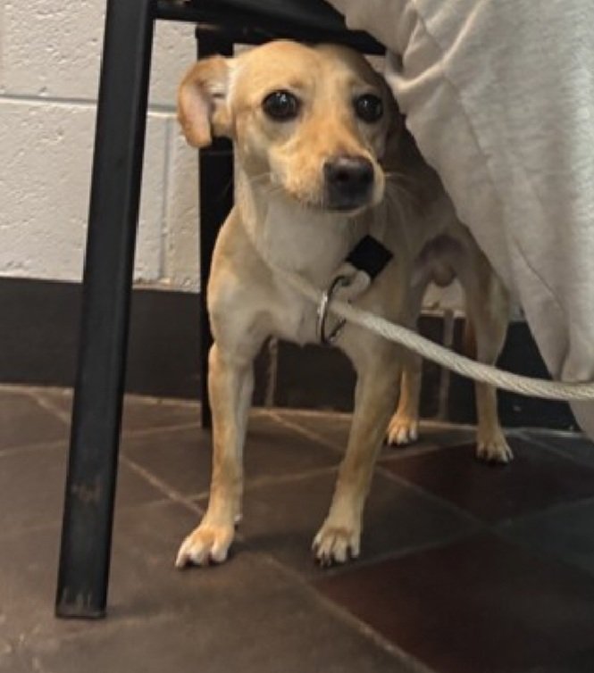 MorgFairsdogs's tweet photo. Mucho Grande 233743
#NewIntake #NYCACC 
#RescueOnly 
This cute little 14 lb, 2 yr old boy is terrified 
Alligator rolling and growling in fear
New Hope Only
Needs quiet all adult home
Let's find Mucho Grande a good home!
https://t.co/RQW8ulSGHW
#Pledge4Rescue #foster #adopt https://t.co/n5Grroka61