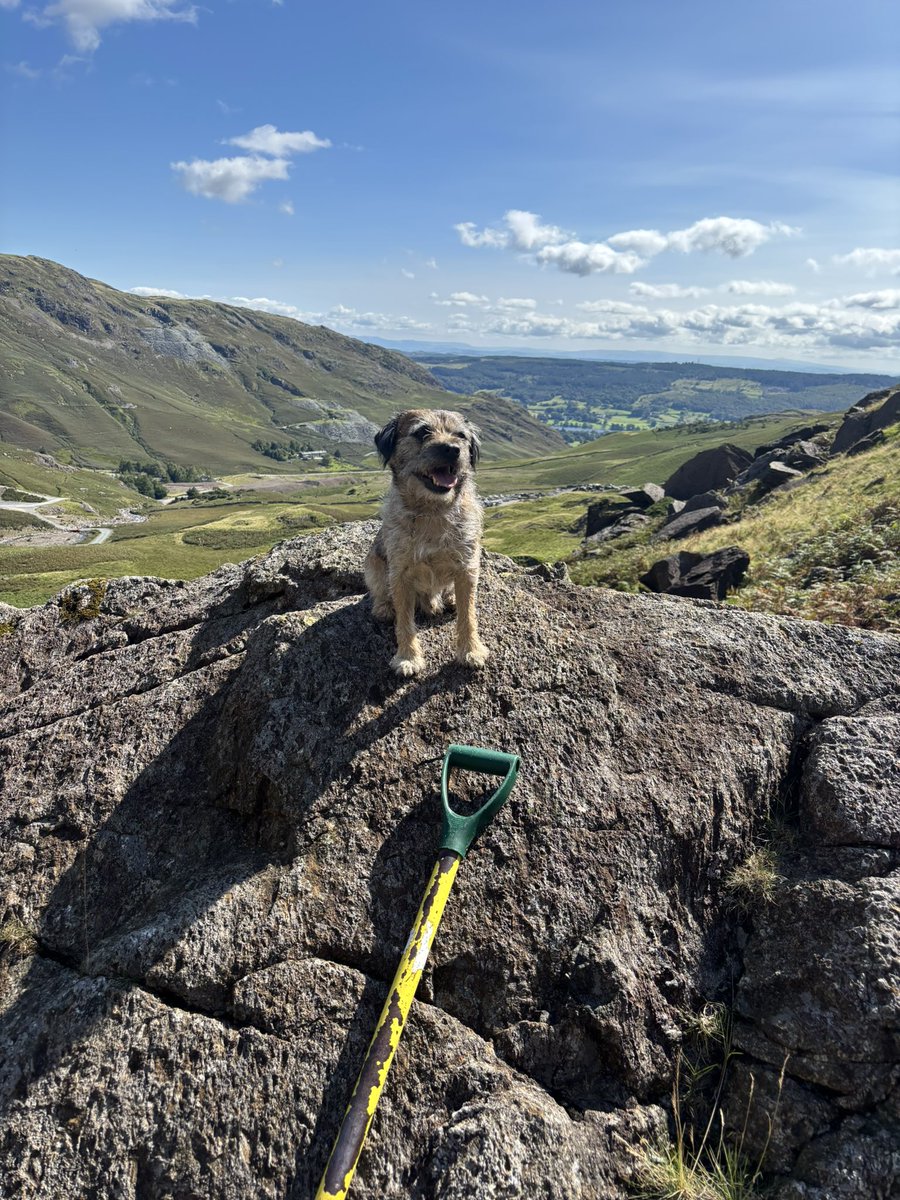 FTerrierist's tweet photo. Supervising those #fixthefells volunteers today. It was a hot one π₯΅ I had to hide in the bracken to cool down (pic 3). Some nice cool mountain streams en route π #btposse #borderterrier #thelakedistrict https://t.co/PiW7DxzPYS