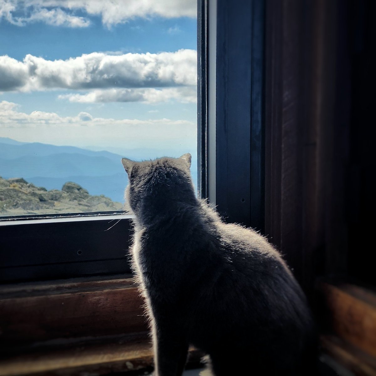 Ryan Knapp (@wxknapper) on Twitter photo Nimbus looking out and enjoying our beautiful (<a href="/MWObs/">Mount Washington Observatory (MWOBS)</a>) office views today.
#nhwx #nh #mountains #cat Nimbus looking out and enjoying our beautiful (<a href="/MWObs/">Mount Washington Observatory (MWOBS)</a>) office views today.
#nhwx #nh #mountains #cat