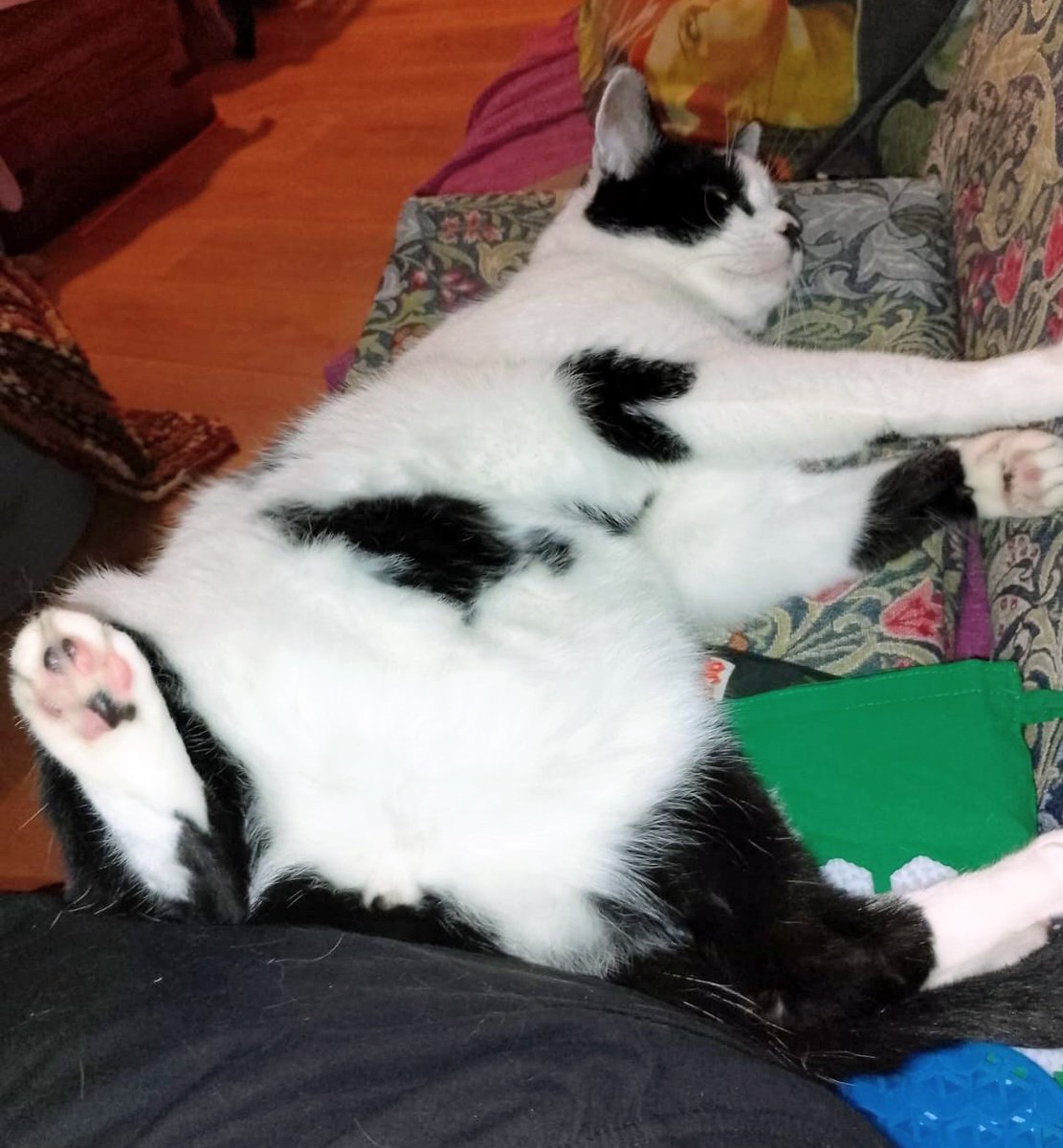 #Hedgewatch Airing my floof, it's too warm for little Chester. Daddy is blowing cold air on my toebeans 💜🐾