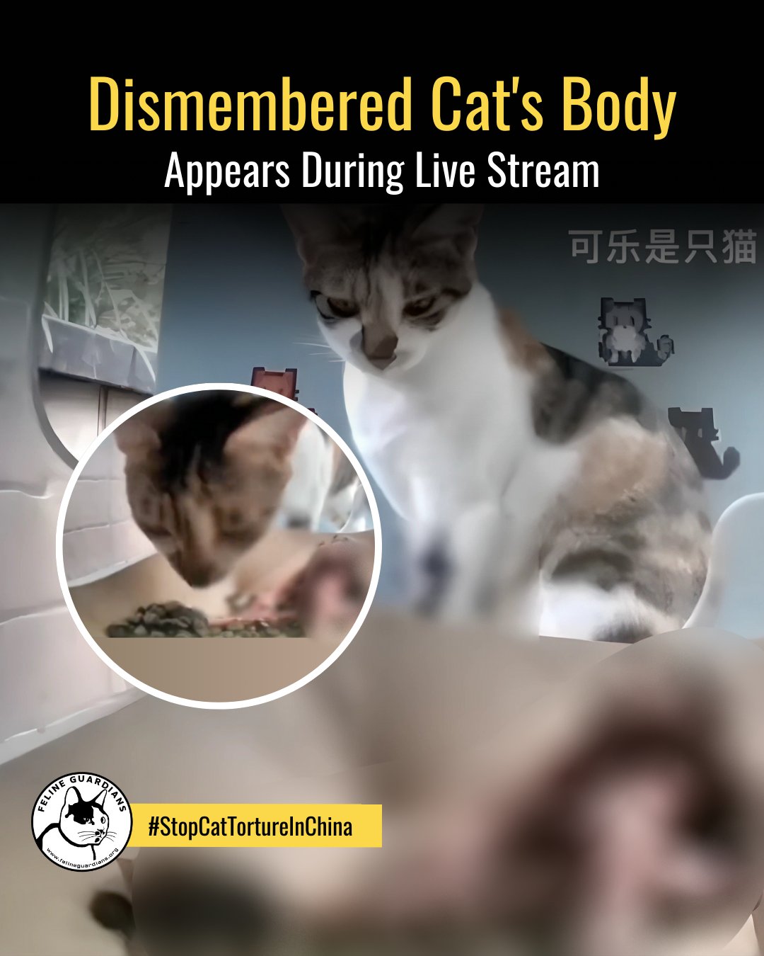 ＜Guardian Cats＞「ガーディアンキャッツ」 51cE9wiCIBL._UF350,350_QL80_.jpg