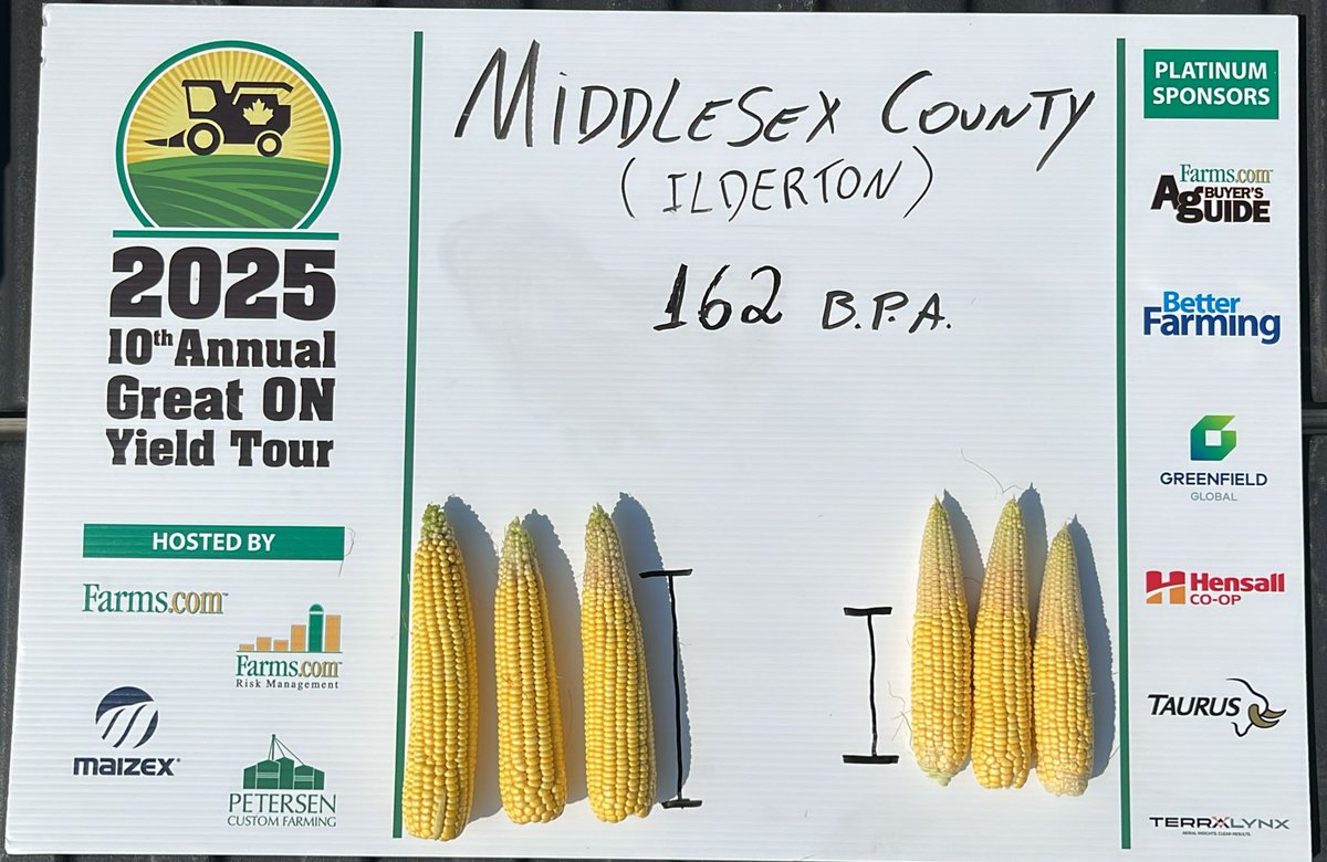 🚜🌽 #OnYield25 in Middlesex: drought-stressed corn is showing big yield losses. If the dry weather continues, today’s numbers will drop even further. At this stage, corn needs 7–8 mm/day. Profit at 150 bu/ac = zero (if you own the land)☀️ <a href="/HDCAgronomy/">Hensall Co-op Agronomy</a> #Drought2025 <a href="/GrainFarmers/">Grain Farmers of Ontario</a>