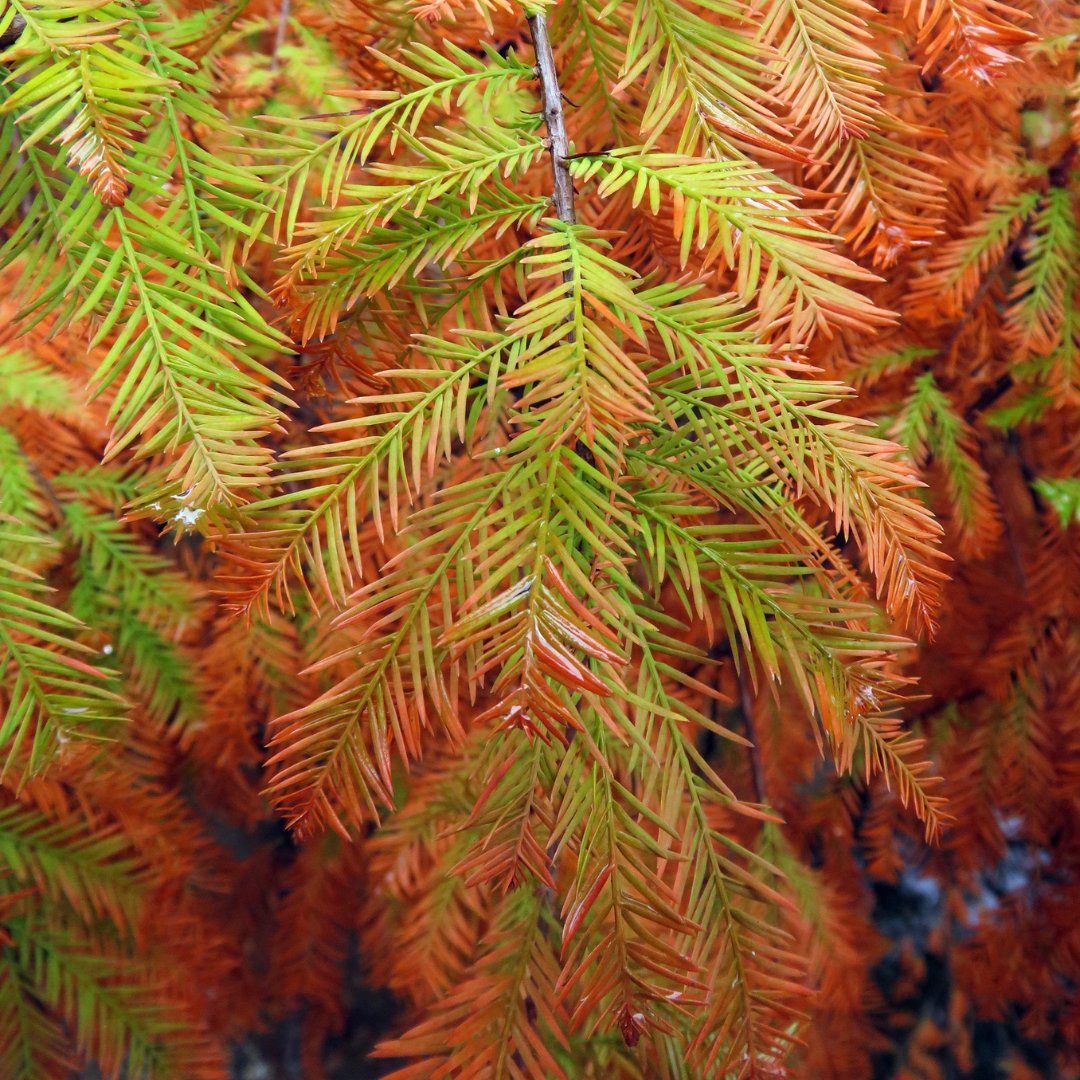 naturehills's tweet photo. 🍂 We’re obsessed with the fall glow-up of the Bald Cypress Tree!  

From soft green summer needles to blazing orange-bronze brilliance, this tree knows how to make an entrance into autumn. It’s one of our favorite seasonal moments! 
 
Shop Now: https://t.co/9JEH4xI4Xc https://t.co/sMluR7hhiD