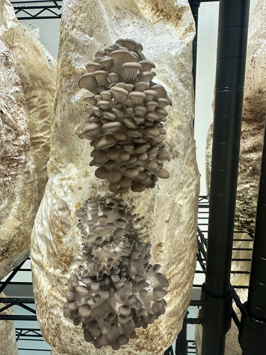 Sebastián tweet media