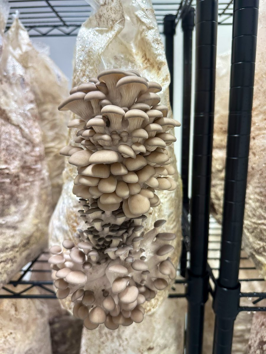 Sebastián tweet media