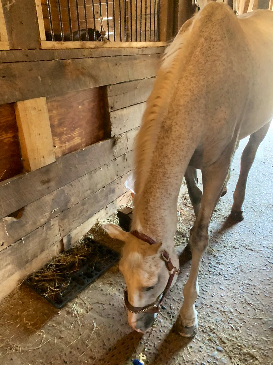 FISH TRAPPE ROAD Friday💙just got his feet done-they look great 🙏🏻no clogs, no pour just fronts. We’re on the mend,slowly, but improving. Still swollen still on meds-he feels good- we’ll take it #FollowtheFish #TrapoeShot #OTTB